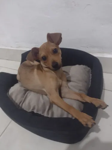 Doando um pet 
