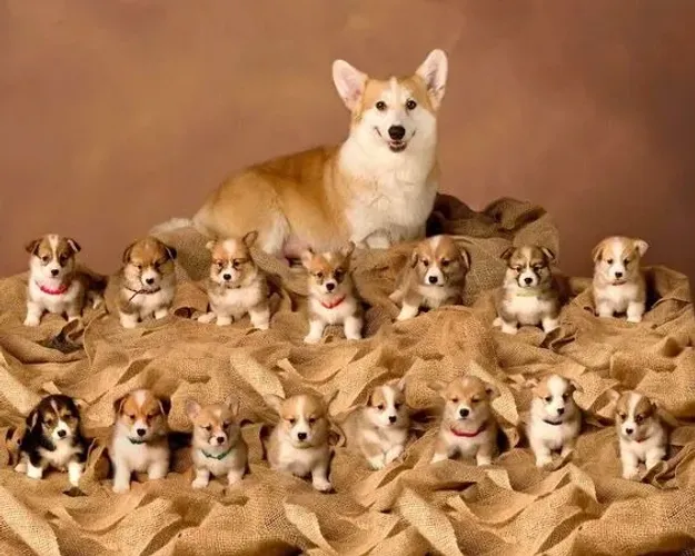 Corgi Pembroke