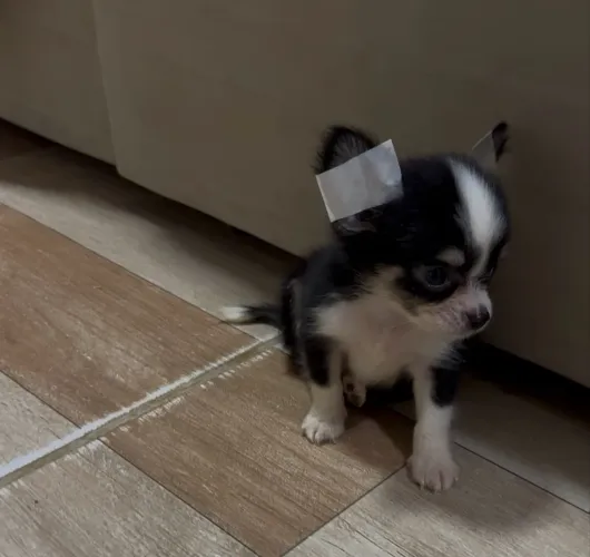 VENDA CHIHUAHUA MACHO PROMOÇÃO PELO LONGO