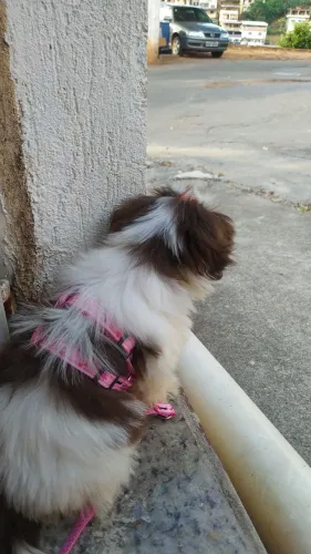 Vendo cachorra Shitzu 