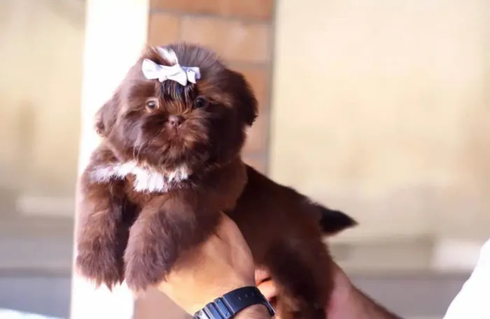 Filhote Shih Tzu, prontos para encher sua casa de amor!