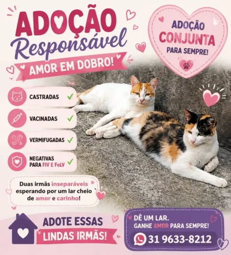 Gato para adoção