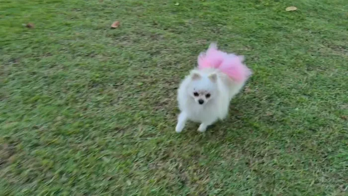Spitz alemão (Lulu da pomerânia)