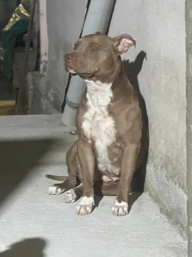 Doa se pitbull fêmea
