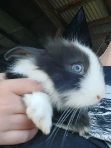 Coelha Mini Lion Head Preta com olhos Azuis Sensacional super peluda disponível 