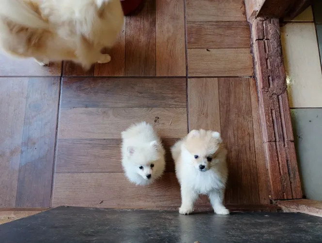 Machos de Spitz alemão ótimo valor