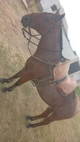 Cavalo marcha picada