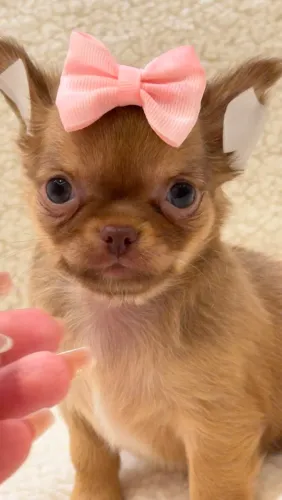 Chihuahua fêmea Pêlo longo micro.