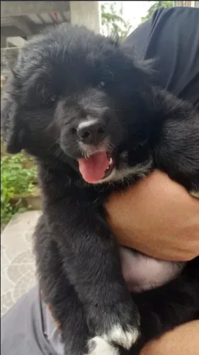 Border collie para adoção ( leia a descrição )