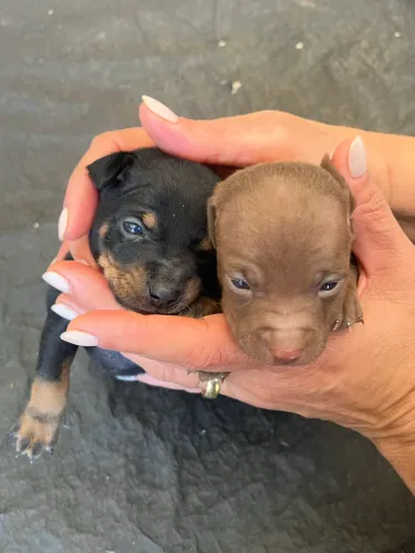 Pinscher Macho