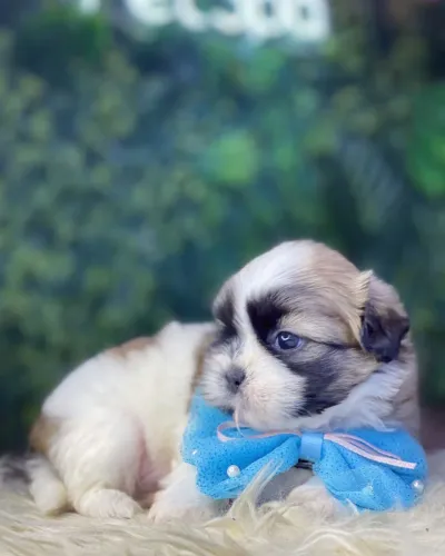 Shih tzu ! Macho e fêmea 