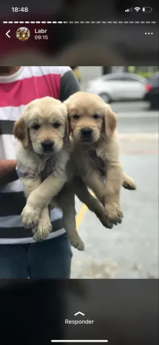 Goldens ! ? Hero dogs