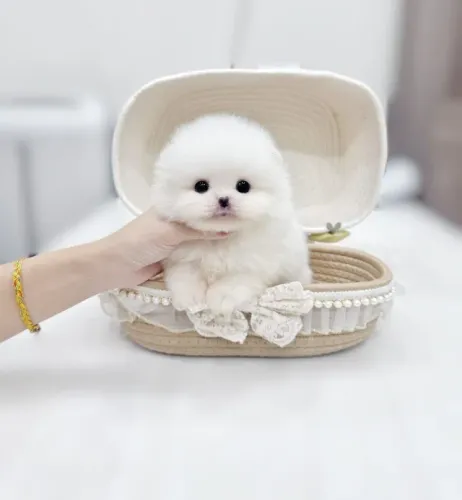 Filhote de cachorro spitz alemão/lulu da pomerânia dócil ativo