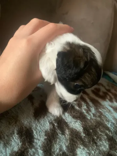 Chihuahua fêmea
