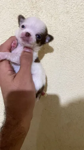 Chihuauha