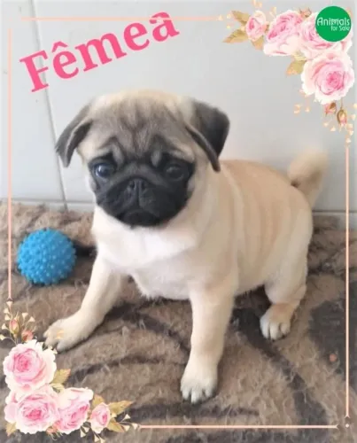 Pug femea adulta
