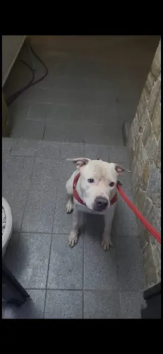 Pit Monster para adoção