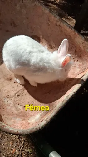 Coelhos 