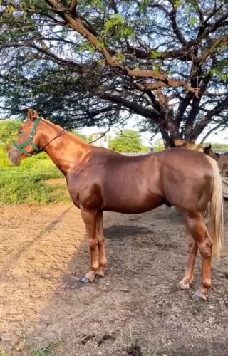 Potro Quarto de Milha