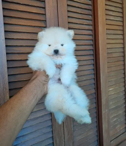 Lulu da Pomerânia ursinho