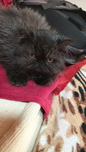 Gata persa fêmea 4 meses filhote