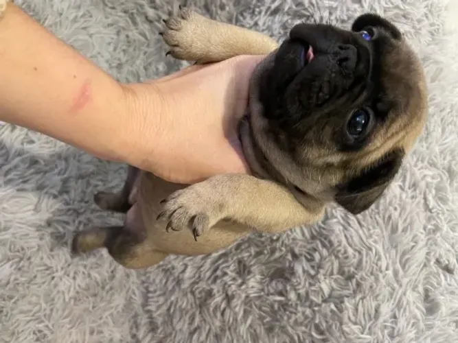 Quer um Bulldog Francês incrível? Me chama no WhatsApp e veja os filhotes!