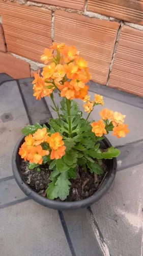 Vendo plantinhas 