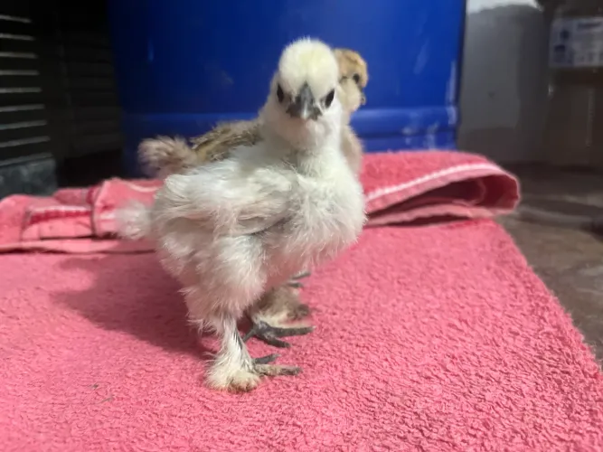 Franguinhos sedosa do Japão