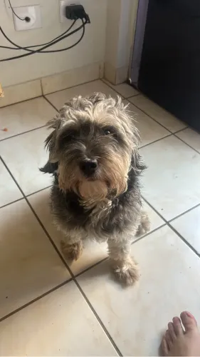 Cachorro doação