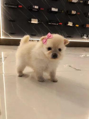 Lulu da Pomerânia 