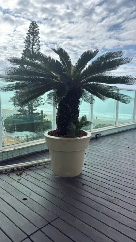 Palmeira Cica Grande em Vaso Decorativo
