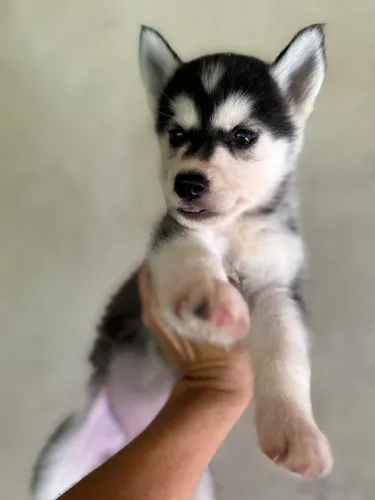 Vendo husky siberiano fêmea R$1000