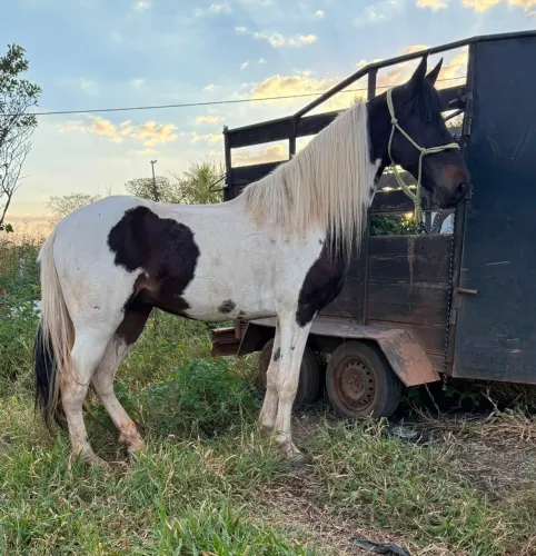 Cavalo Mangalarga