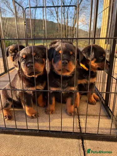 Cachorro filhote rottweiler muito dócil e inteligente com contrato