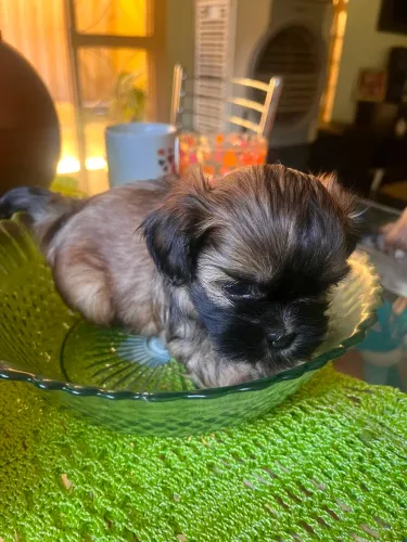 Shitzu mini