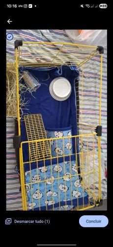 Cercadinho porquinho da Índia