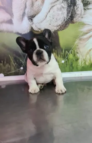 Bulldog Francês Filhotes 