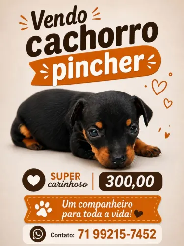 Cachorro pinscher 