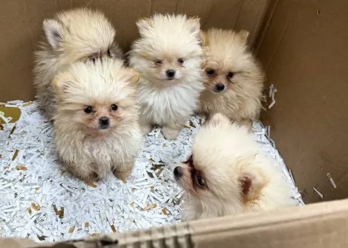 Filhote de Spitz Alemão Um Companheiro Para Todas as Horas