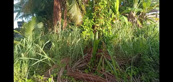 Limpeza de terreno e jardinagem em geral 