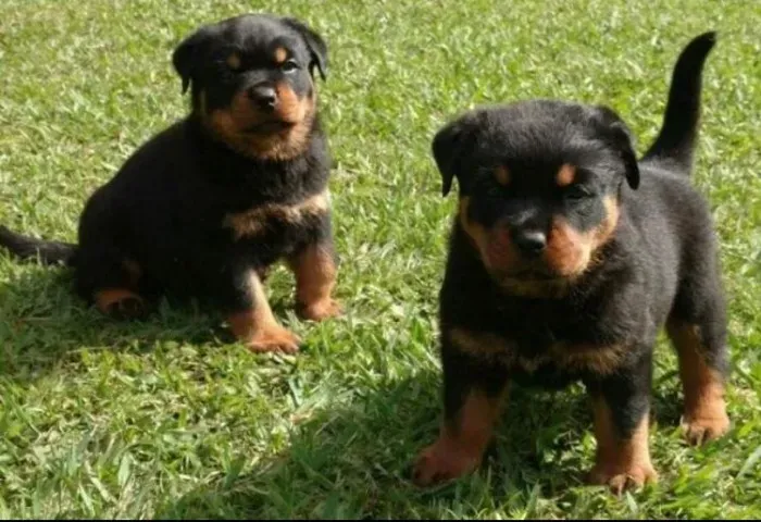 Rottweiler Filhote Com Um Jeito Marcante Para Sua Família