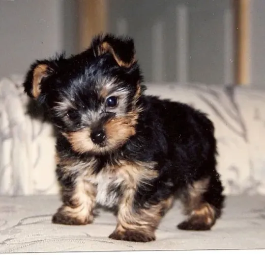 Yorkshire cachorro perfeito para companhia e carinho