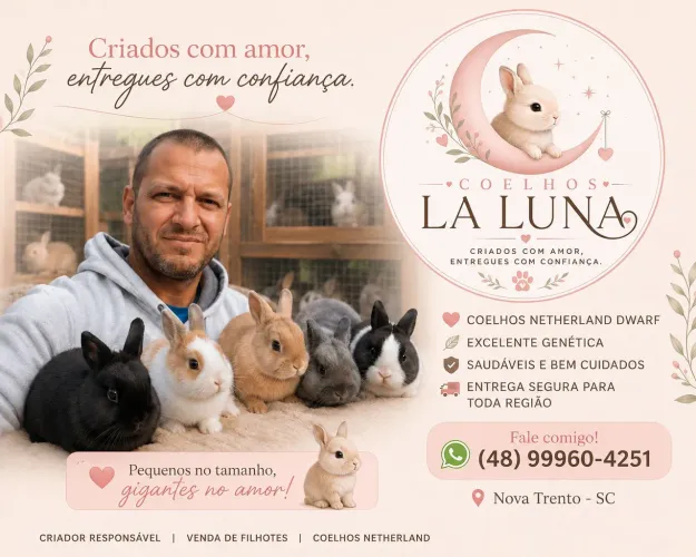 Coelhos Netherland Pet