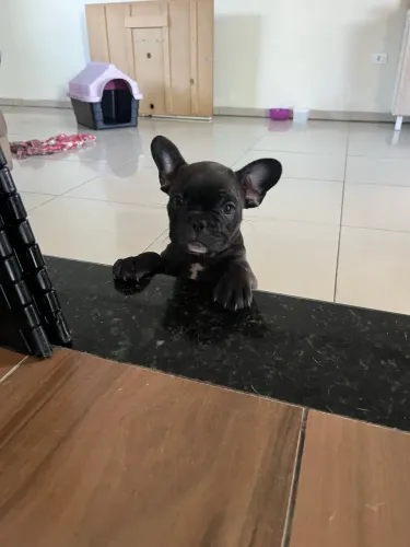 Buldogue francês fêmea 