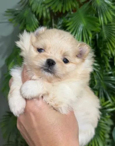 Fêmea Lulu da pomerania mini