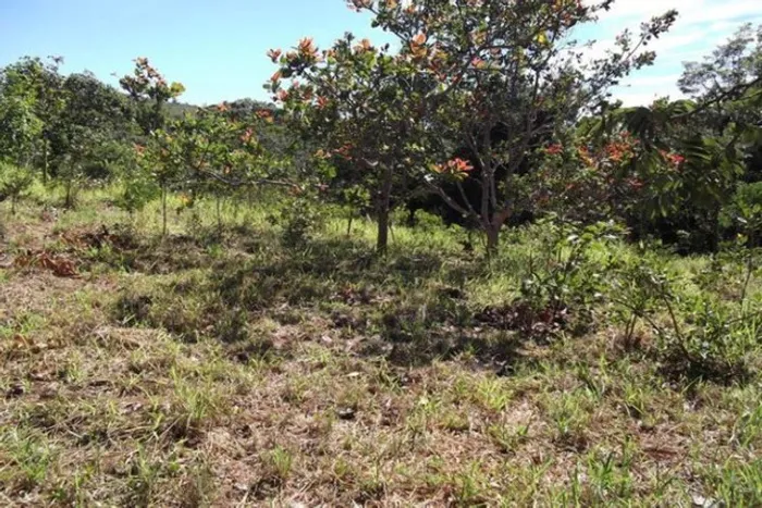 Oportunidade 1.000 metros todo terra de plantio a 67 km de BH