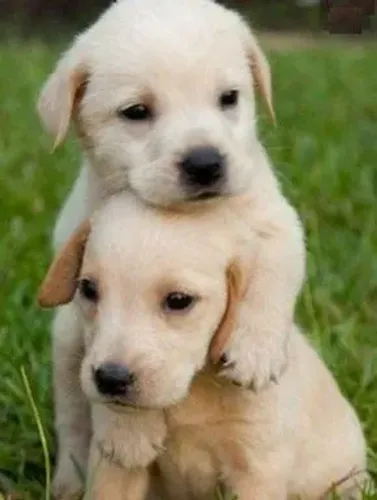 filhotes Labrador com todas grantias