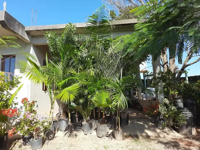 PROMOÇÃO PALMEIRAS