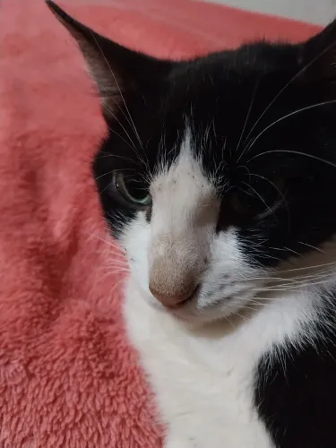 Doação de gata fêmea castrada