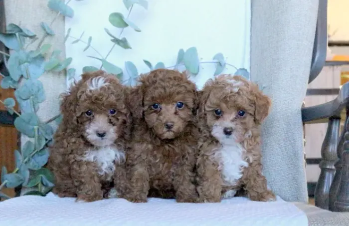 Poodle toy branco pequeno e carinhoso